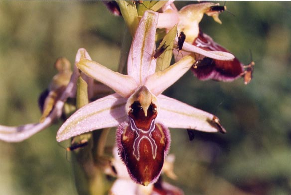 Ophrys exaltata
